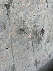 Tineoidea