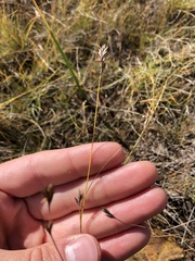 Rhynchospora capillacea