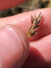 Rhynchospora capillacea