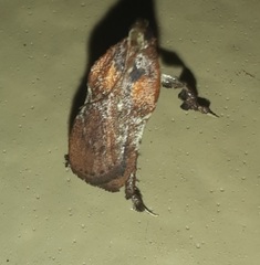 Galasa nigrinodis