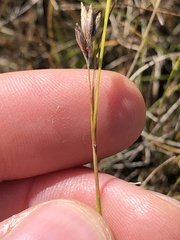 Rhynchospora capillacea