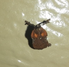 Galasa nigrinodis