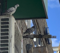 Columba livia domestica