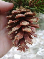 Pinus balfouriana austrina