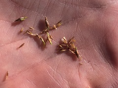 Rhynchospora capillacea