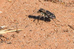 Cicindela tranquebarica