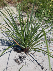 Ammophila breviligulata