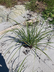 Ammophila breviligulata