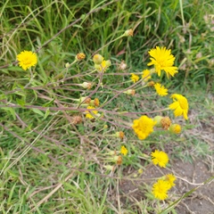 Heterotheca inuloides