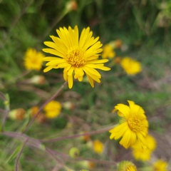 Heterotheca inuloides