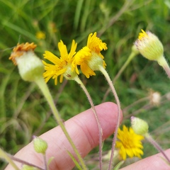 Heterotheca inuloides