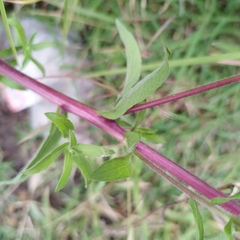 Heterotheca inuloides