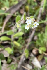 Myosotis sylvatica
