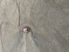 Megabalanus californicus