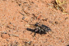 Cicindela tranquebarica