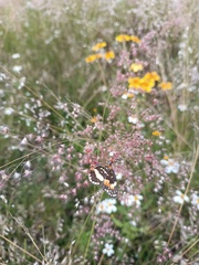 Chlosyne lacinia adjutrix