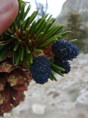 Pinus balfouriana austrina
