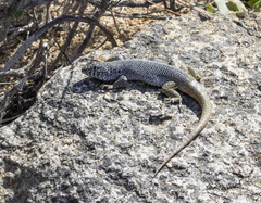 Liolaemus nigromaculatus