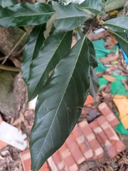 Lindera megaphylla