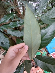 Lindera megaphylla