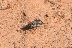 Cicindela tranquebarica