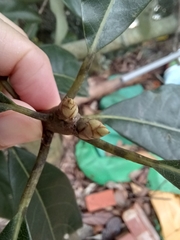 Lindera megaphylla