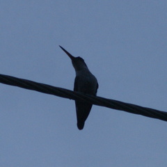 Leucolia violiceps