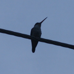 Leucolia violiceps