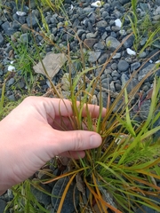 Catapodium rigidum