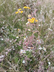 Melinis repens