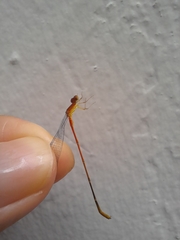 Leptobasis vacillans