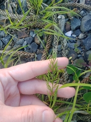 Catapodium rigidum