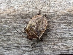 Dendrocoris humeralis