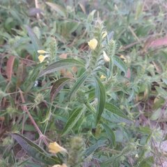 Tetramerium nervosum