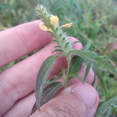 Tetramerium nervosum