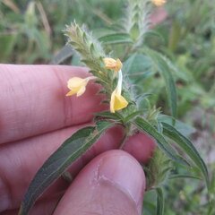 Tetramerium nervosum