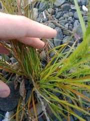 Catapodium rigidum