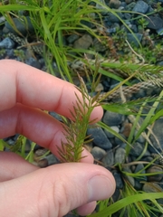 Catapodium rigidum