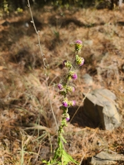 Liatris