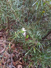 Graphium macleayanus