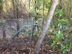 Melicytus ramiflorus