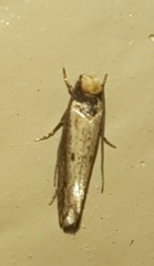 Tinea apicimaculella