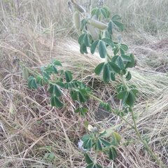 Crotalaria mollicula