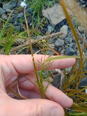 Catapodium rigidum