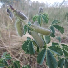 Crotalaria mollicula
