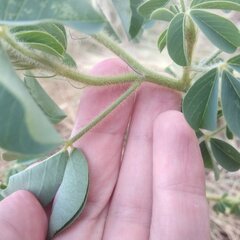 Crotalaria mollicula