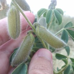 Crotalaria mollicula