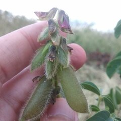 Crotalaria mollicula