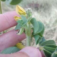 Crotalaria mollicula