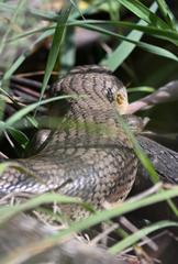 Tiliqua scincoides